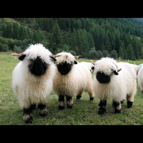 Meet your Posher, H - Picture 1 of 1